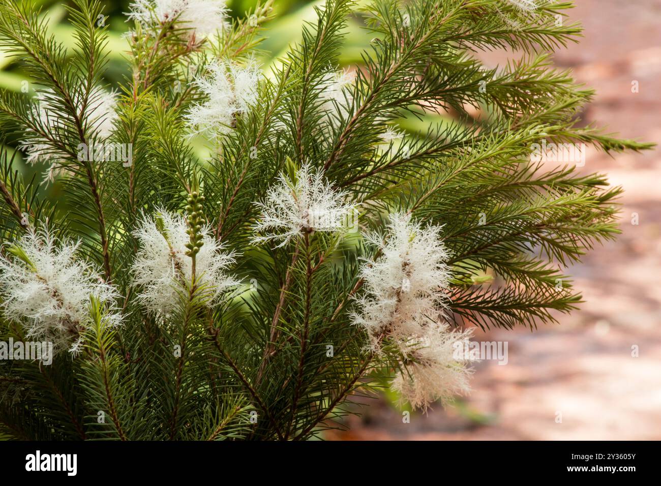 Melaleuca alternifolia, Teebaum, blüht Baumzweige auf natürlichem Hintergrund Stockfoto