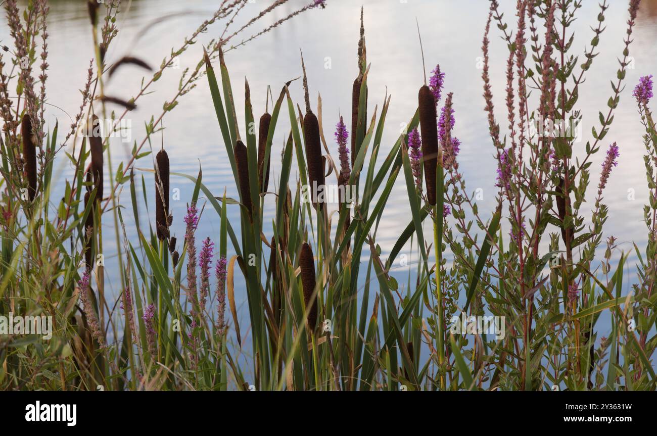 Flora von Spanien - Typha domingensis, südlicher Katzenschwanz, an einem kleinen See Stockfoto