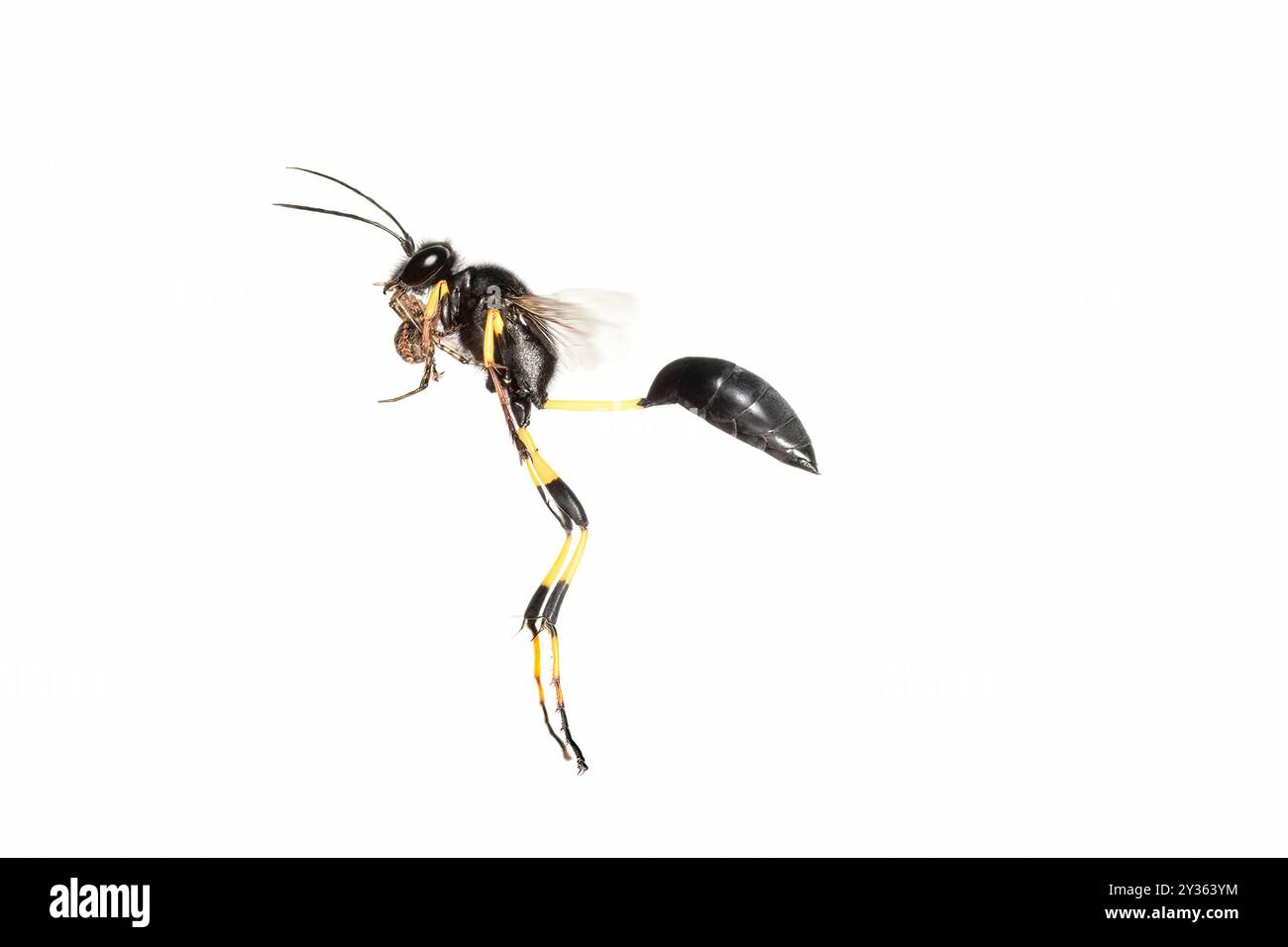 Schwarzer Schlamm-Dauber - Skeliphron-Destillatorium mit Spinnenbeute, die zu ihrem Nest fliegt. Stockfoto