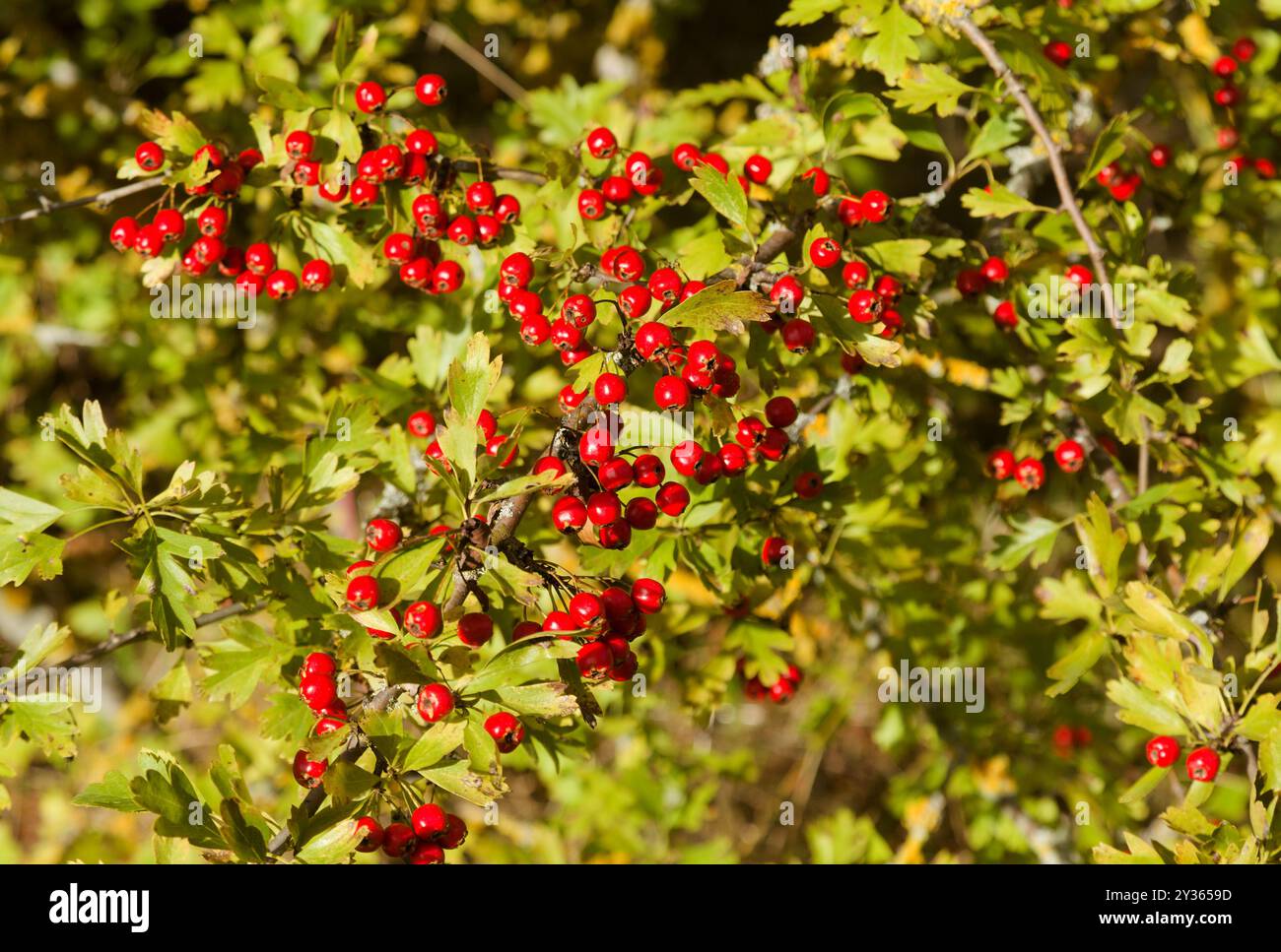 Flora of Spain - Weißdornstrauch mit roten Beeren im September Stockfoto