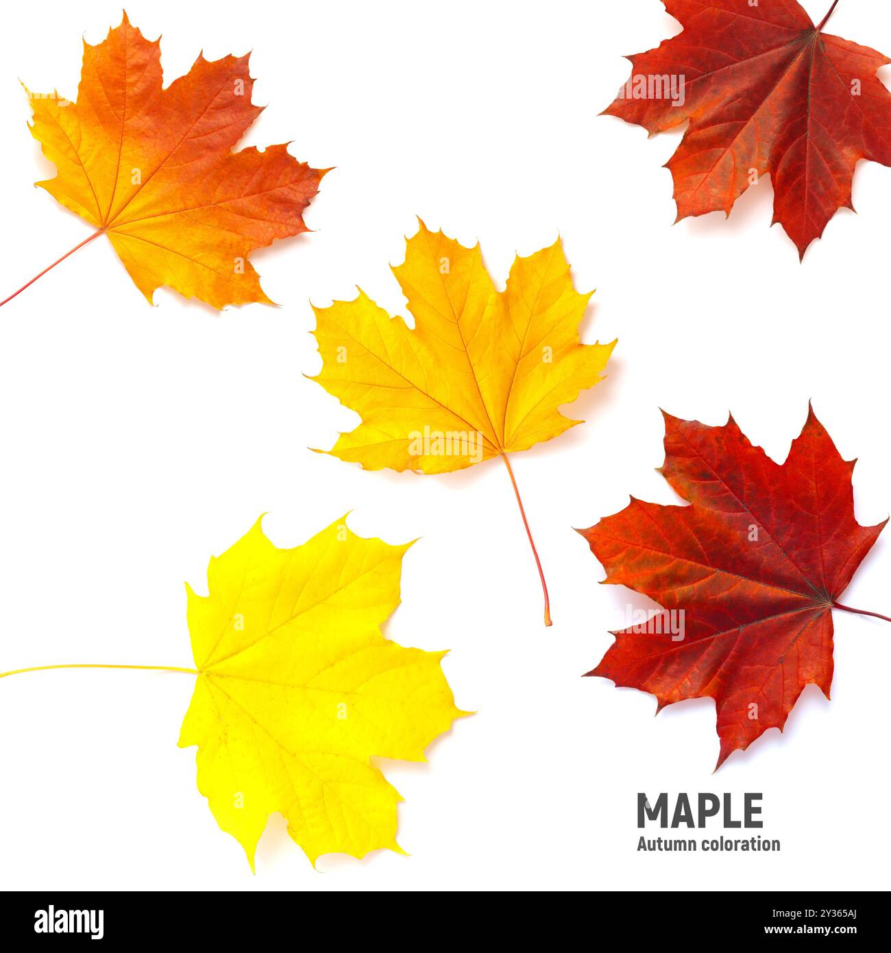 Herbstahornblätter isoliert auf weißem Hintergrund, verschiedene Farben. Stockfoto