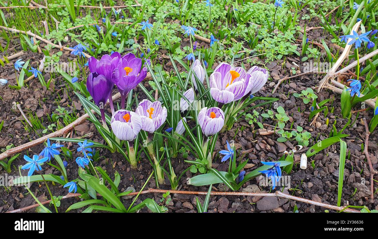 Erster Frühling lila große Blumen am sonnigen Tag im grünen Grasgarten. Frühling Hintergrund. Schneeglöckchen. Stockfoto