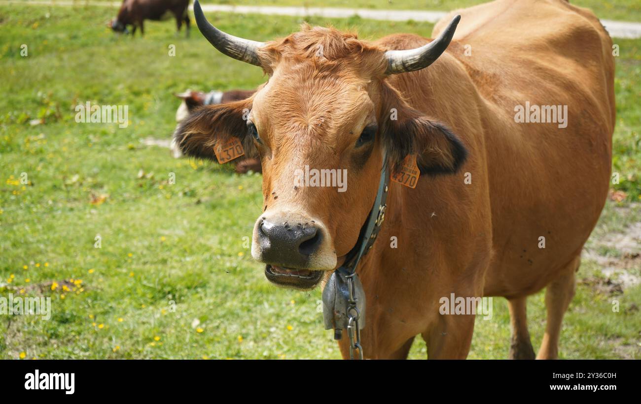 Nahaufnahme von Bergkühen mit Glocken in den Schweizer Alpen Stockfoto