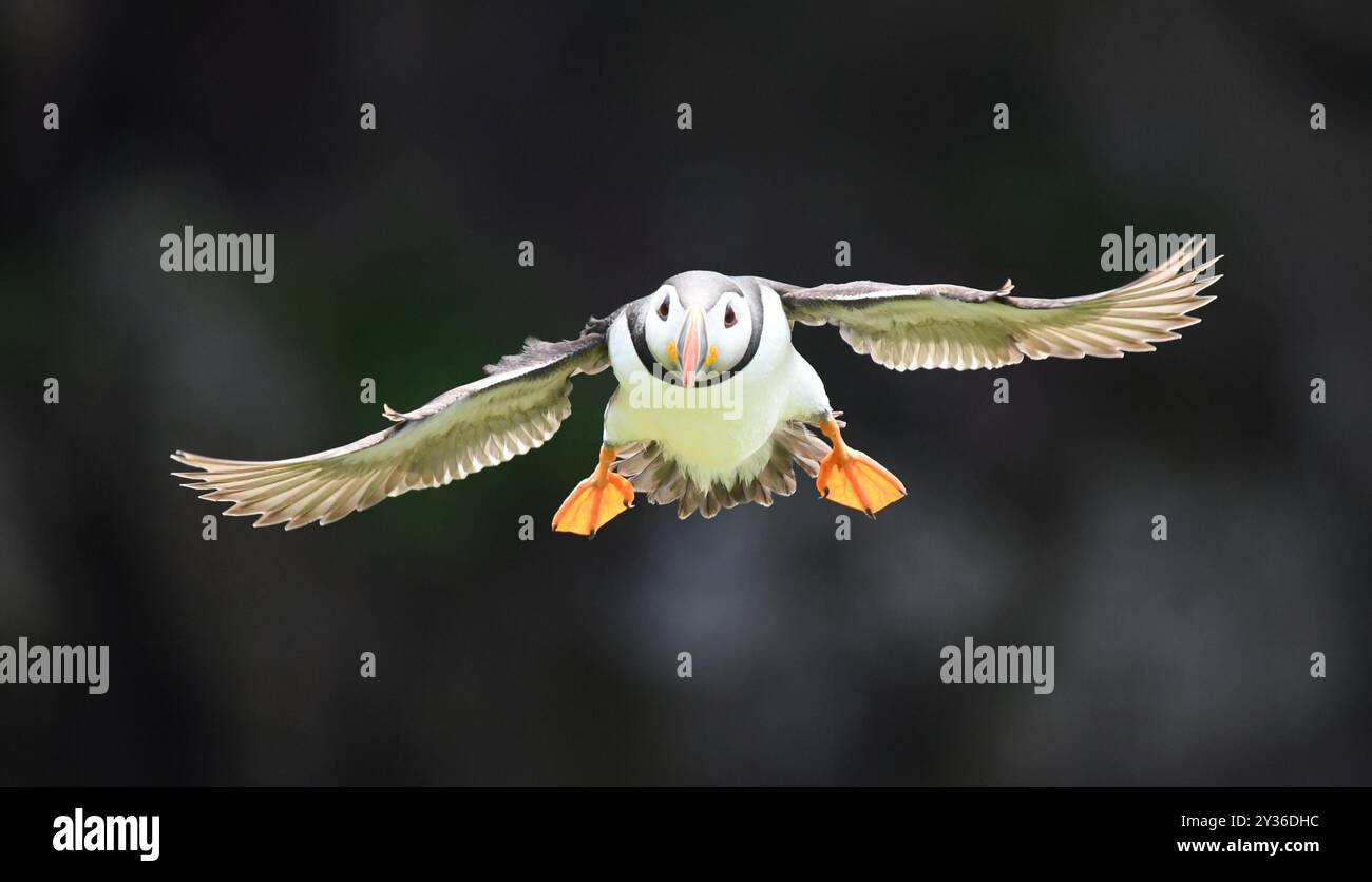 Puffin im Flug auf Skokholm Island. Wales Stockfoto