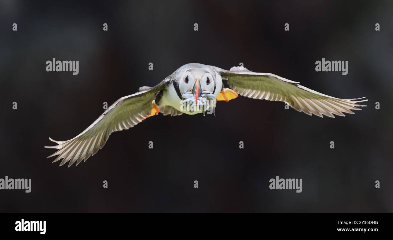 Puffin im Flug auf Skokholm Island. Wales. Stockfoto