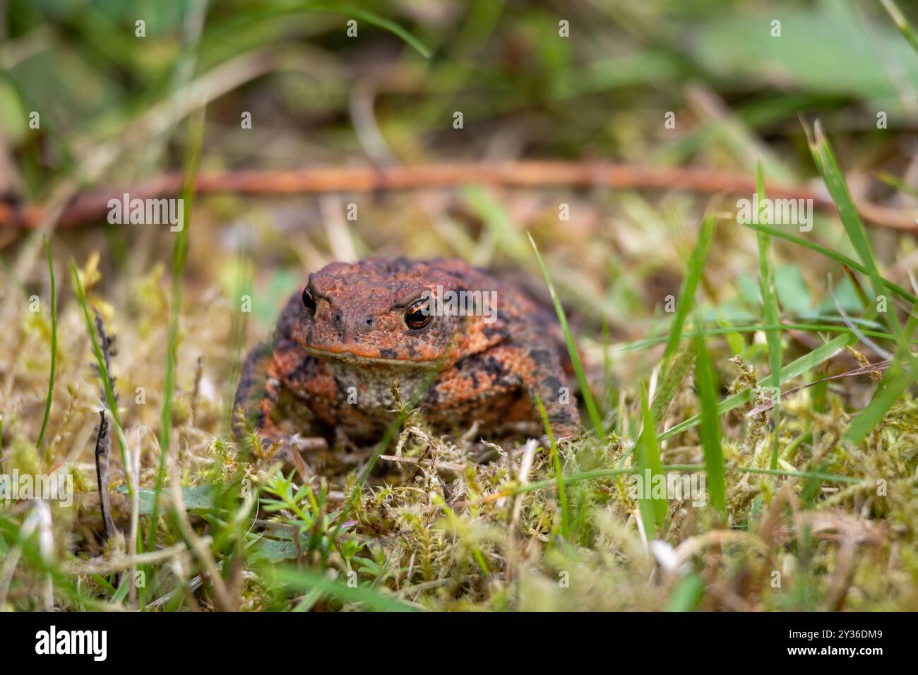 Eine Nahaufnahme einer braunen und orangen Kröte, die auf moosigem Boden sitzt und von grünem Gras umgeben ist. Die Kröte hat eine strukturierte Haut und einen fokussierten Blick, der sich verblendet Stockfoto