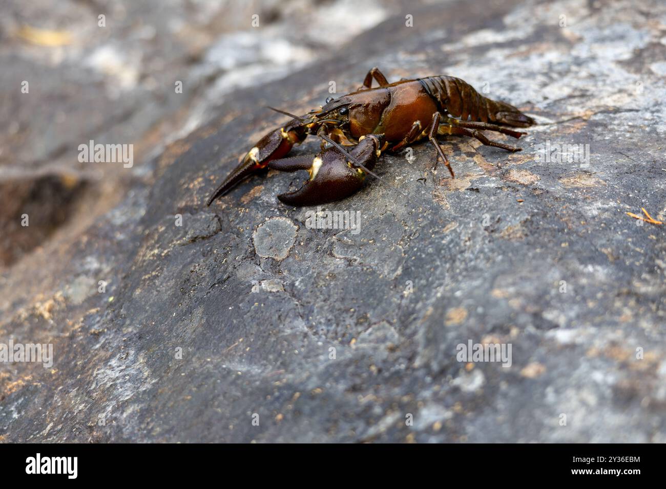 Eine Nahaufnahme eines Krebses, der auf einer felsigen Oberfläche liegt und seine Krallen und Körperdetails zeigt. Der Hintergrund ist verschwommen und betont die Flusskrebse. Stockfoto