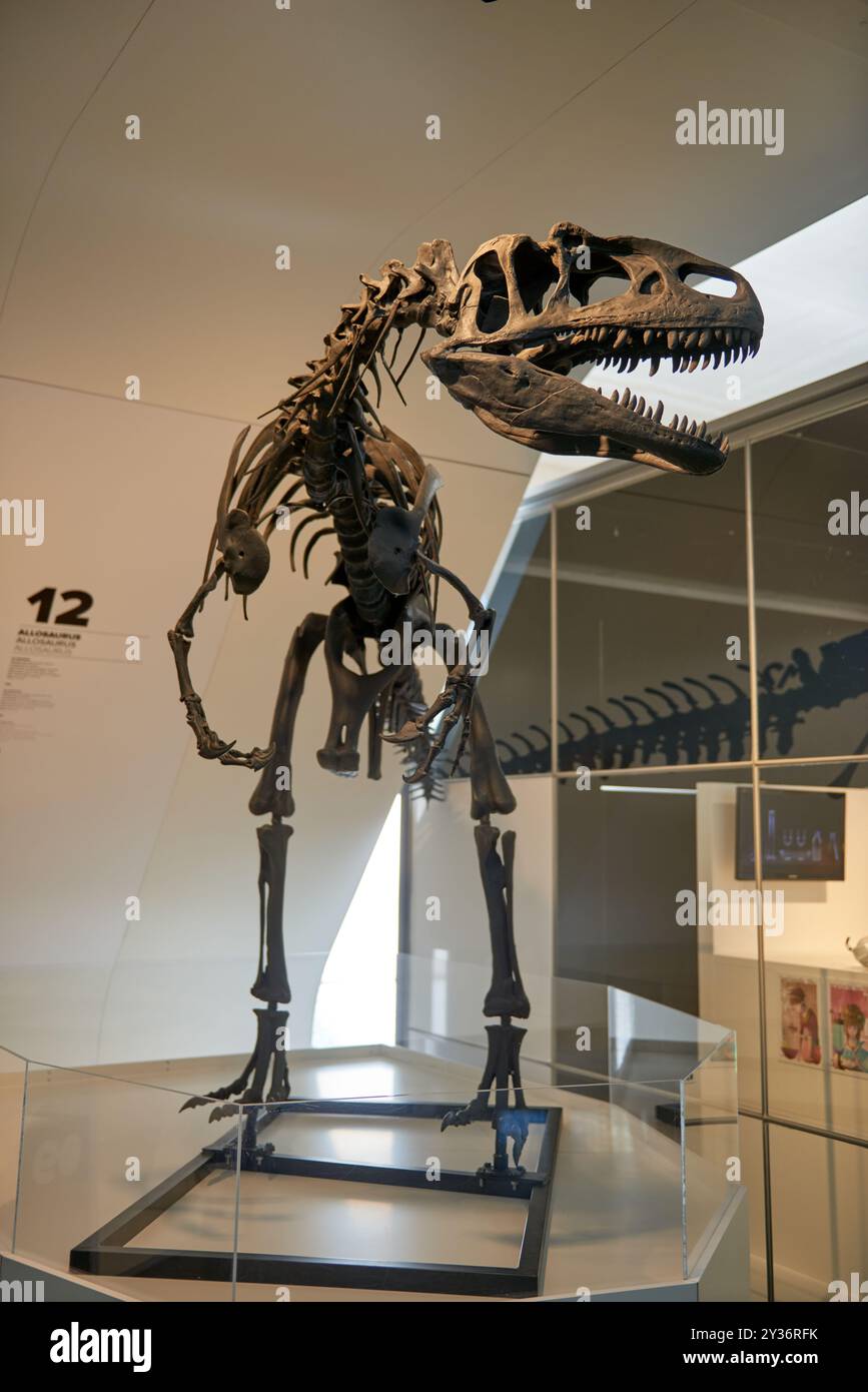Das beeindruckende, fleischfressende Dinosaurier Skelett, das in der Ausstellung des Natural History Museum thront, zieht Besucher aller Altersgruppen in ihren Bann. Majestätischer Prähistorischer Predator Stockfoto