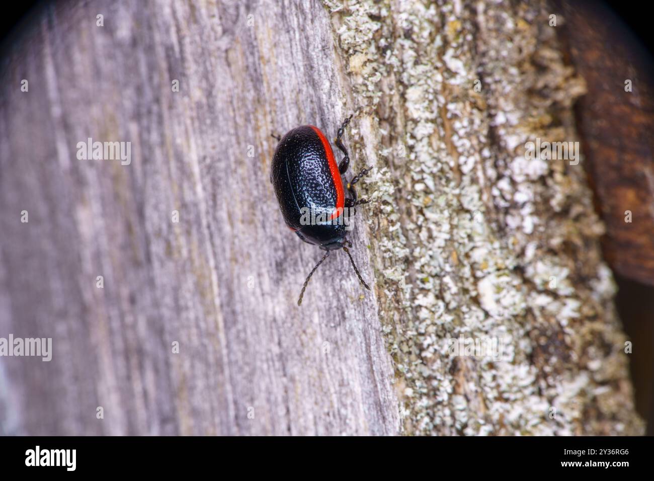 Chrysolina sanguinolenta Familie Chrysomelidae Gattung Chrysolina Blattkäfer Stockfoto