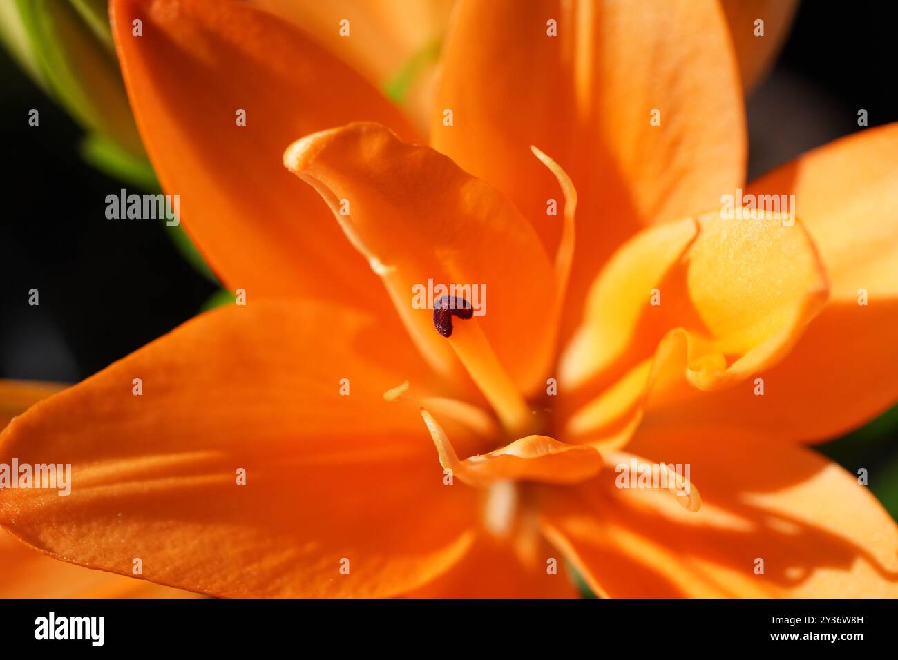 Makrofoto einer Blumenlilie mit Details Stockfoto