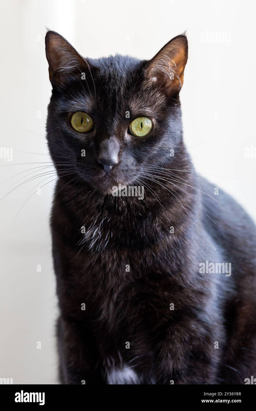 BLACK CAT BRINGT GLÜCK Stockfoto