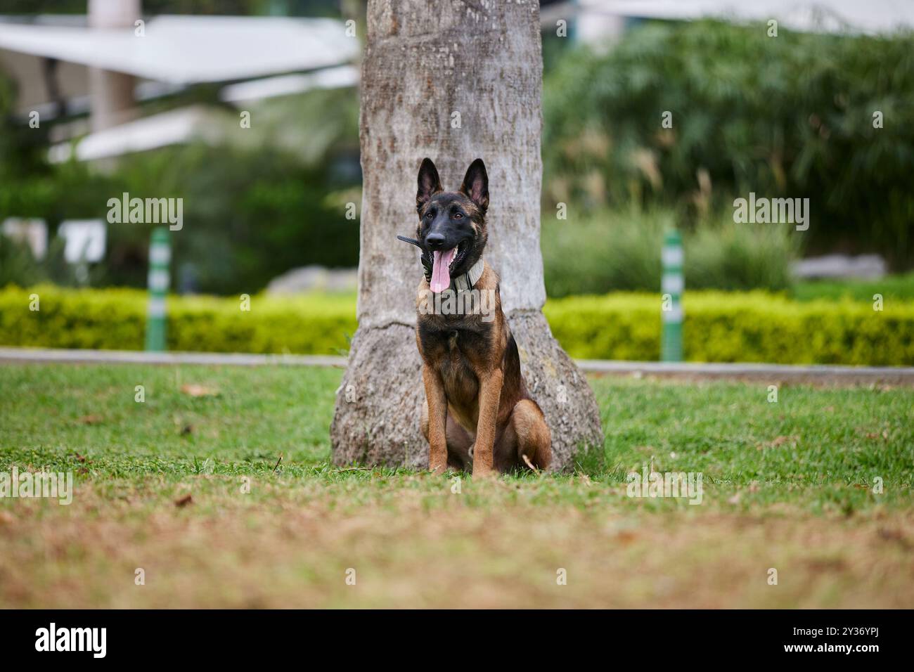 Der Belgische Schäferhund, auch bekannt als Belgischer Schäferhund oder Chien de Berger Belge, ist eine mittelgroße belgische Rasse Stockfoto