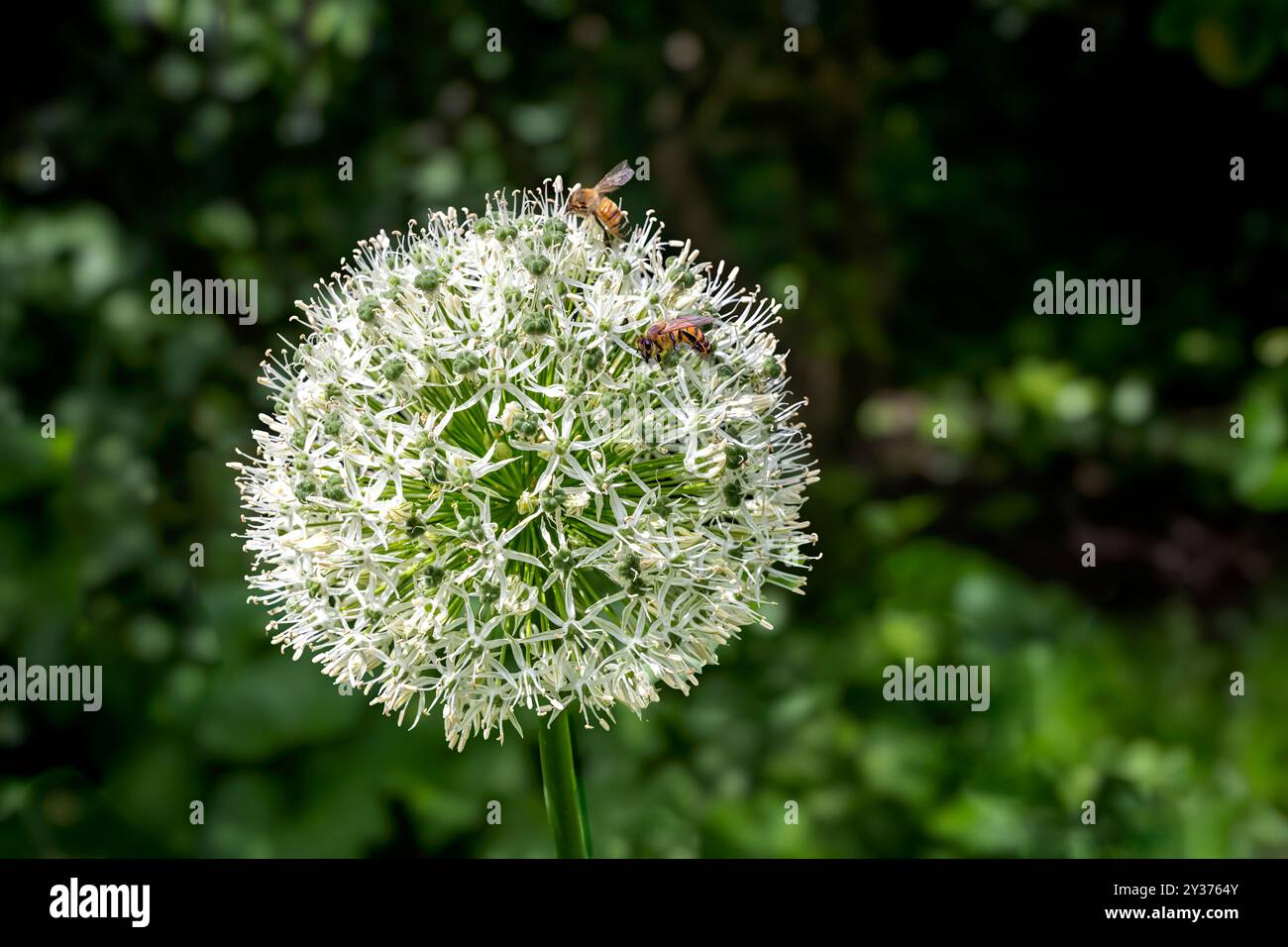 Allium stipitatum, persische Schalotte, weiße Blume mit Honigbienen. Stockfoto