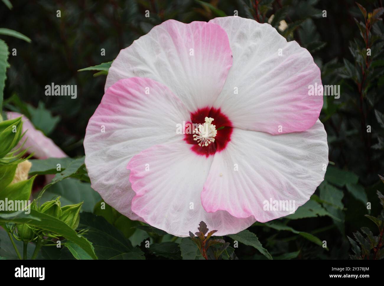 Nahaufnahme des wunderschönen Luna Pink Swirl Hardy Hibiscus bei voller Blüte Stockfoto