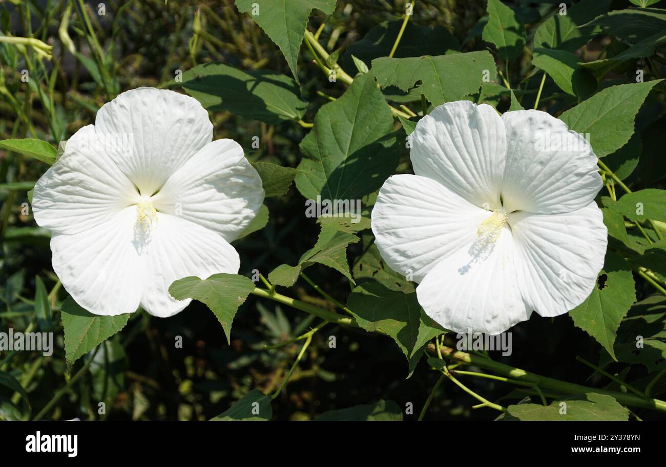 Schöne weiße Blüten des harten Hibiscus Moscheutos „Blue River“ Stockfoto