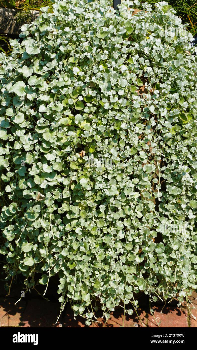 Lange Staudenpflanze von Dichondra Argentea „Silver Falls“ Stockfoto