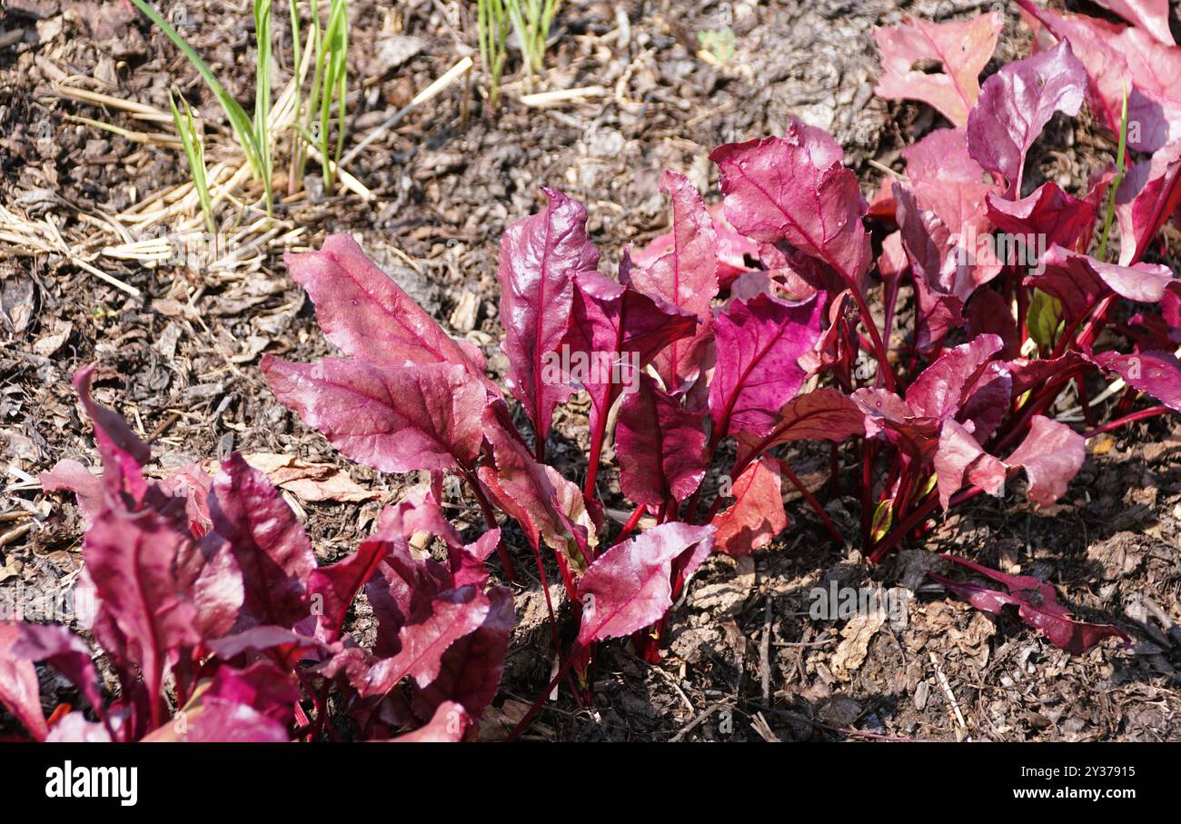 Nahaufnahme der dunkelroten Blätter von Beet Burpee's Golden mit wissenschaftlichem Namen Beta vulgaris Stockfoto