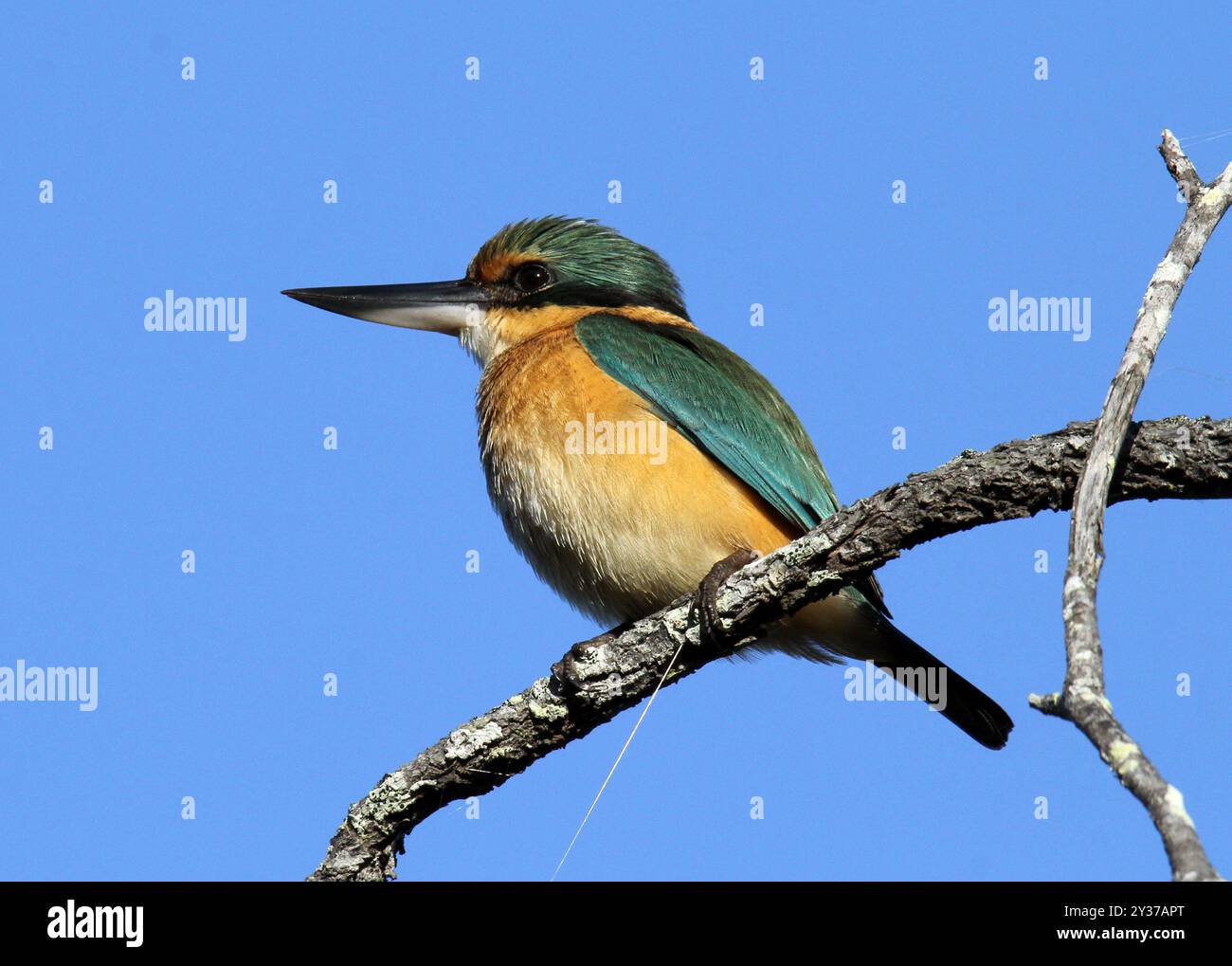 Heiliger eisvogel, der auf einem Ast vor blauem Himmel sitzt Stockfoto