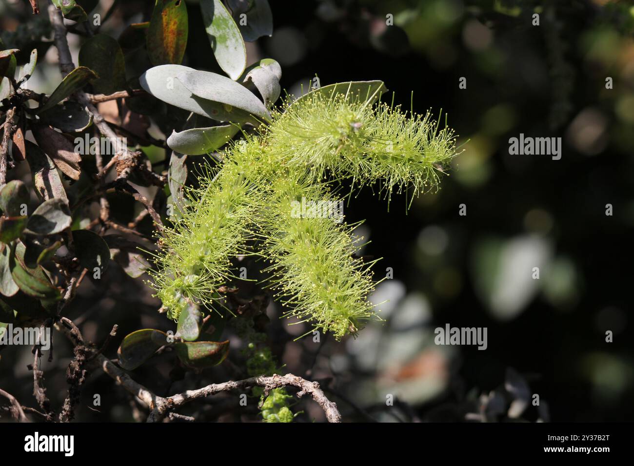 Gelbe Blüten auf einem Melaleuca-Baum im Garten Stockfoto