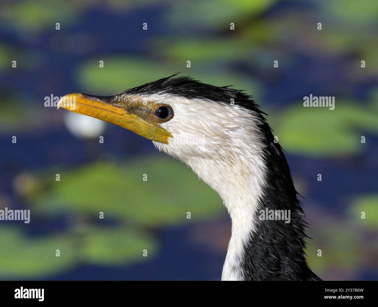 Nahaufnahme Porträt eines kleinen Rattenkormoranvogels Stockfoto