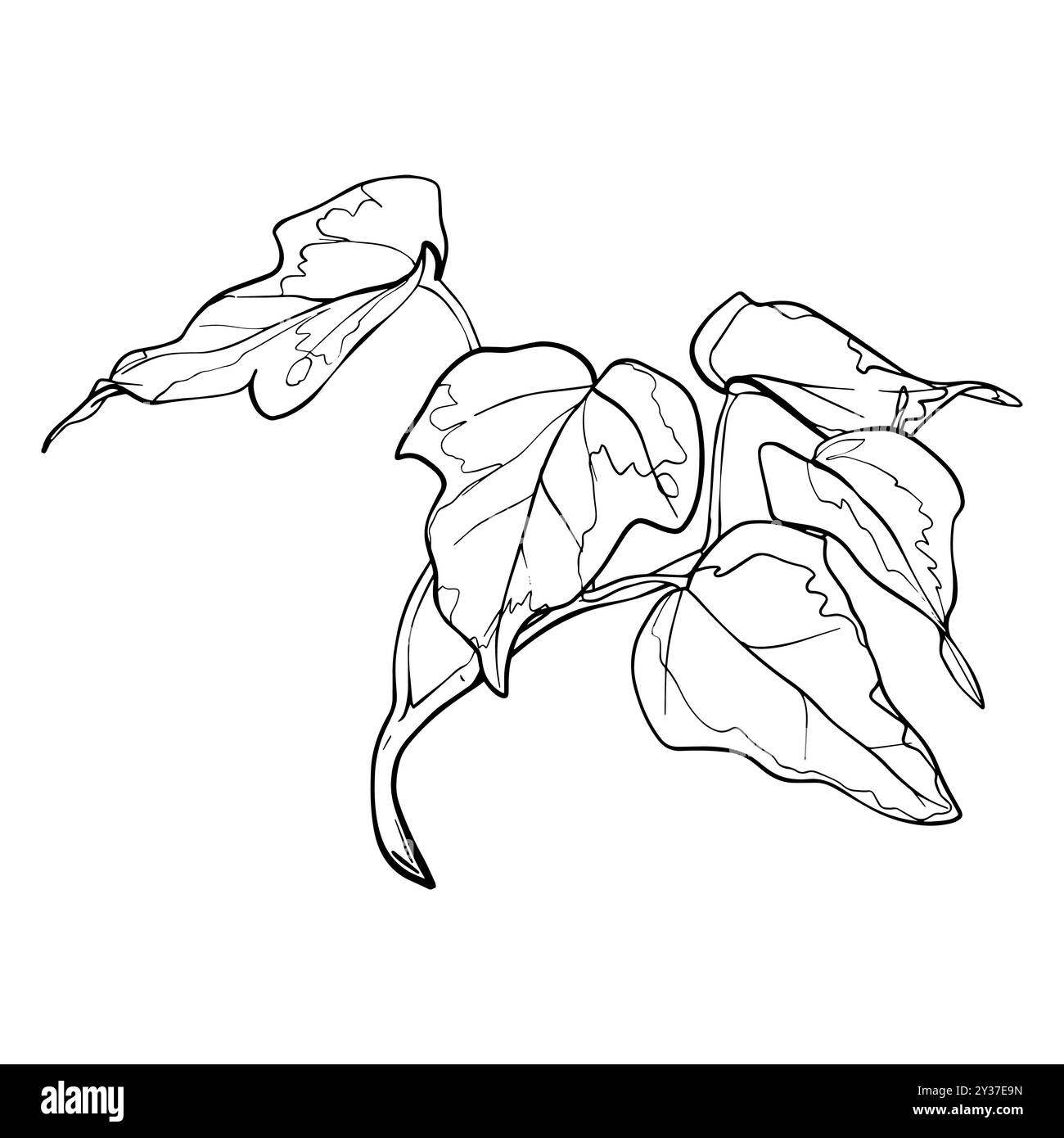 Skizzieren Sie Evy-Verzweigung mit Blättern. Grafik Illustrationsanlage mit schwarzer Tinte. Lineare Zeichnung Laub auf isoliertem. Linienart Vektor für Stock Vektor Skizzieren Sie Evy-Verzweigung mit Blättern. Grafik Illustrationsanlage mit schwarzer Tinte. Lineare Zeichnung Laub auf isoliertem. Linienart Vektor für Stock Vektor