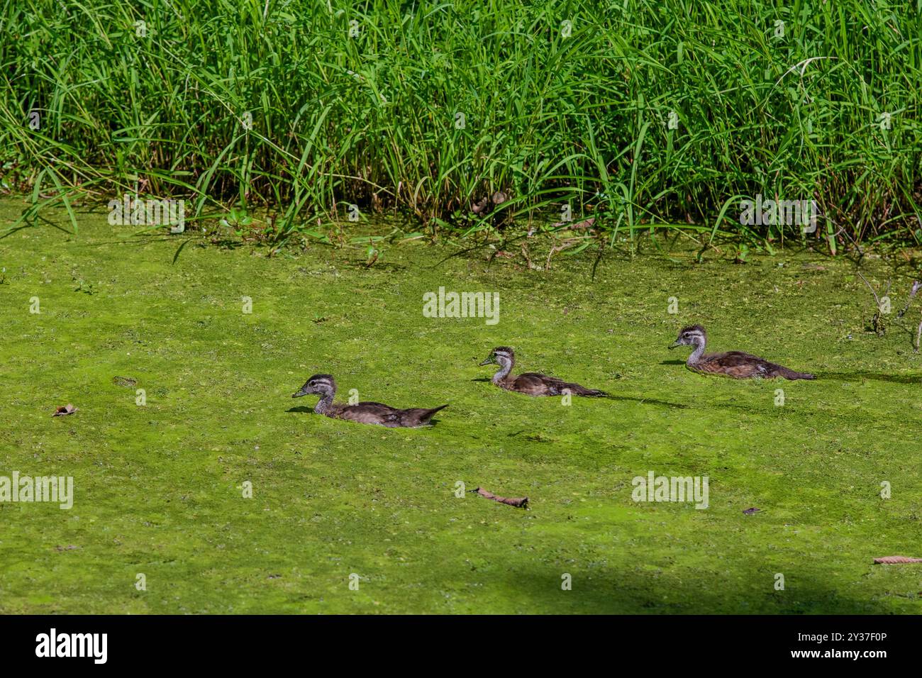 Enten im mit Enten bedeckten C&O Canal, eingebettet in den landschaftlich reizvollen Nationalpark in Bethesda, Maryland. Stockfoto