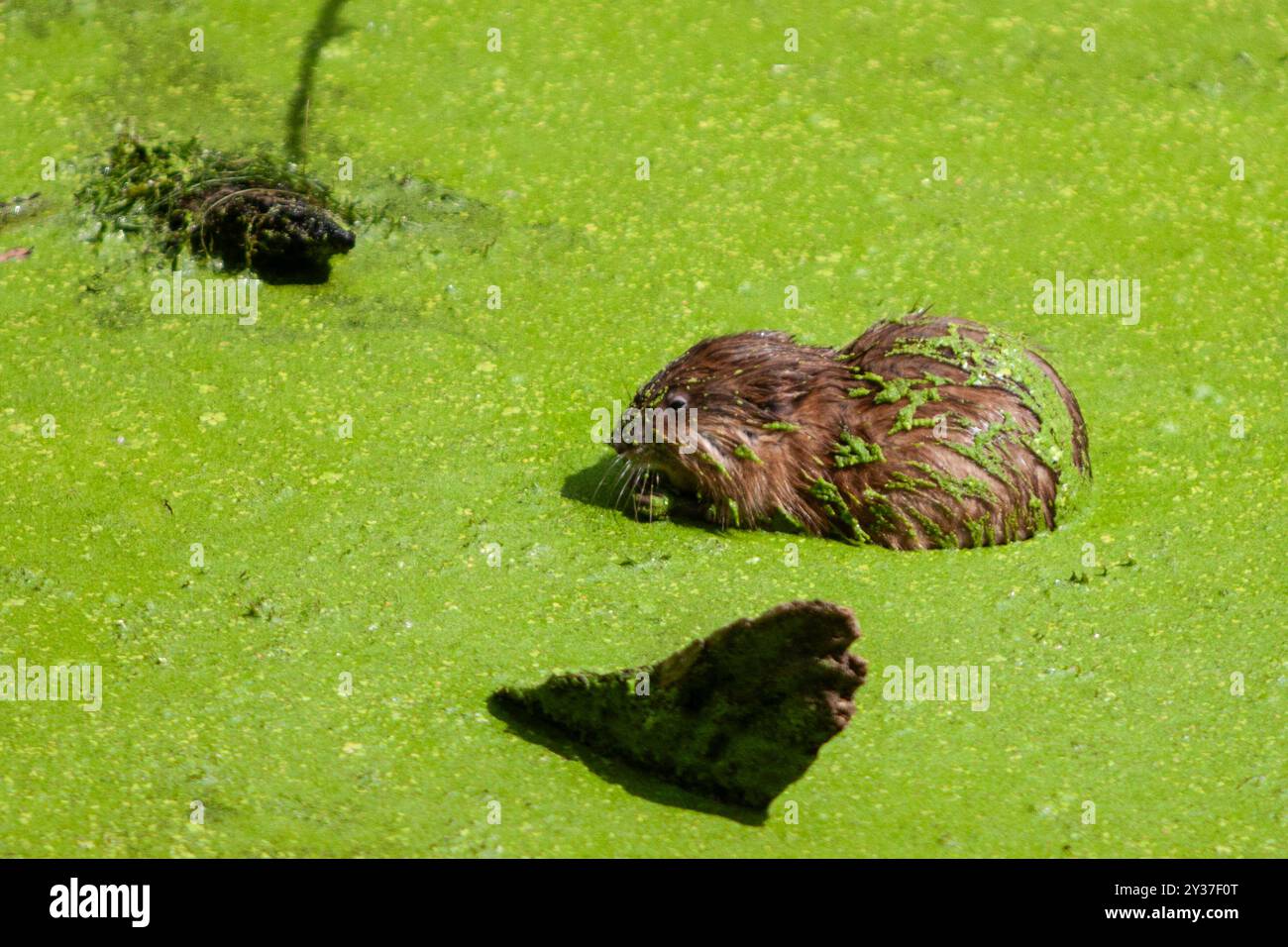 Eine Muskrate mit im Duckweed-bedeckten C&O Canal, eingebettet in den malerischen Nationalpark in Bethesda, Maryland. Stockfoto