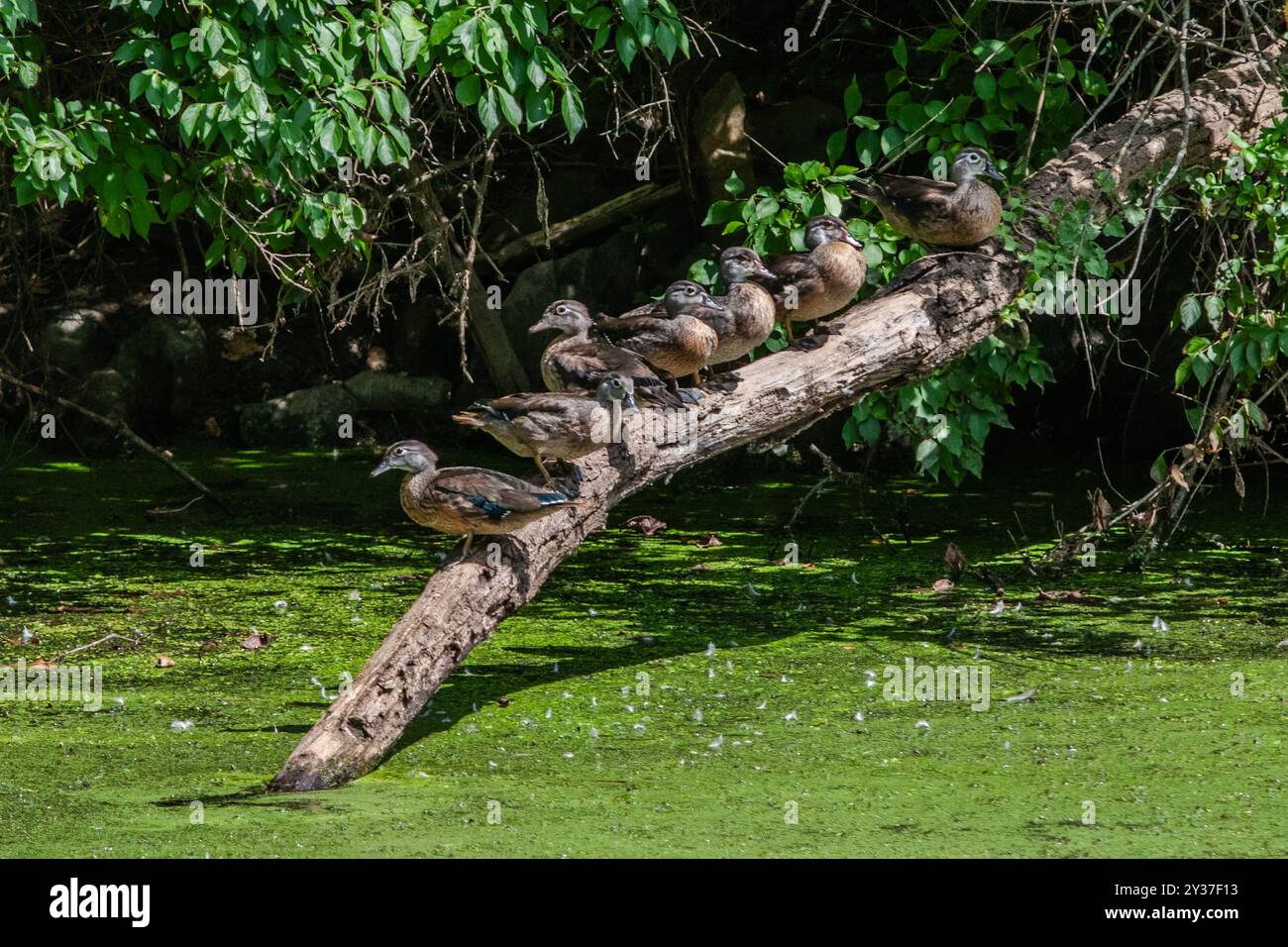 American Black Ducks im mit Entenweed bedeckten C&O Canal, eingebettet in den landschaftlich reizvollen Nationalpark in Bethesda, Maryland. Stockfoto