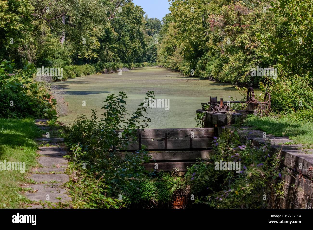 Der mit Entenweed bedeckte C&O Canal, eingebettet in den landschaftlich reizvollen Nationalpark in Bethesda, Maryland. Stockfoto
