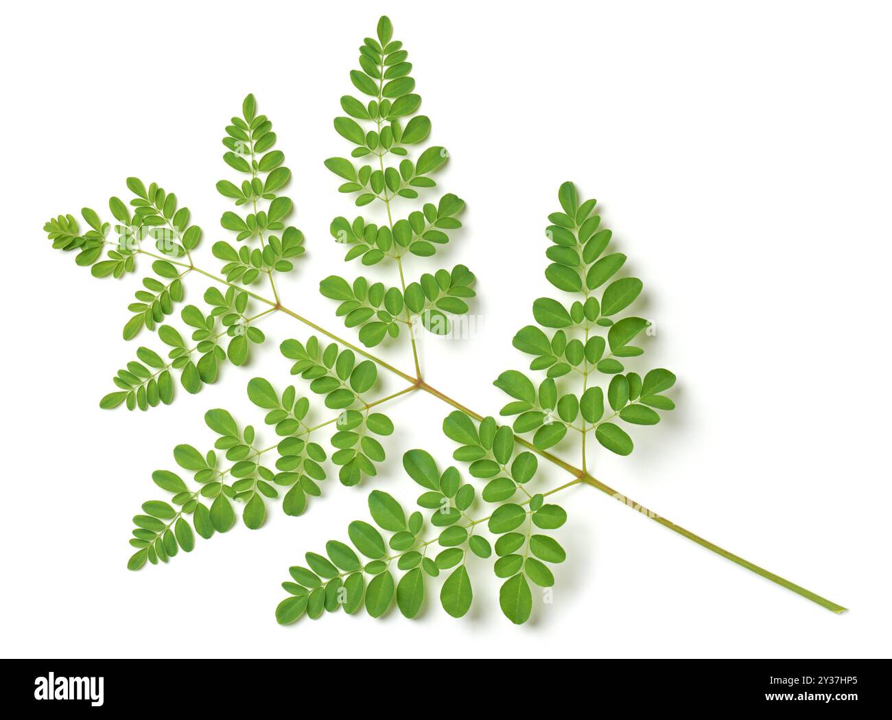 Superfood Moringa Baum Laub isoliert weißen Hintergrund, Trommelstock oder Meerrettich Pflanze kleine ovale Blätter für hohe Ernährung und Medizin Stockfoto