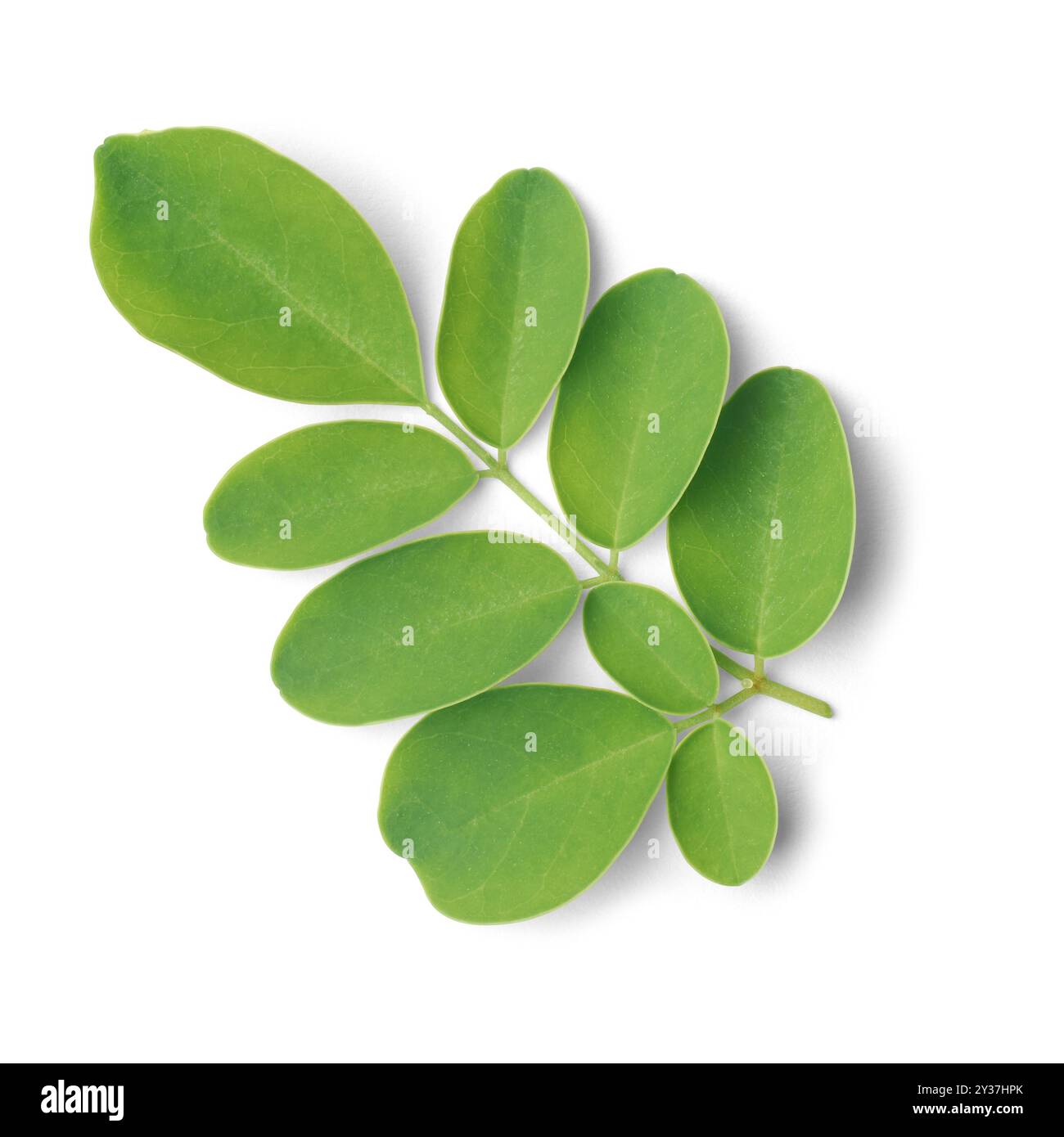 Nahaufnahme von Super Food Moringa Baum Laub isoliert weißen Hintergrund, Trommelstock oder Meerrettich Pflanze kleine ovale Blätter für hohe Nährstoffversorgung Stockfoto