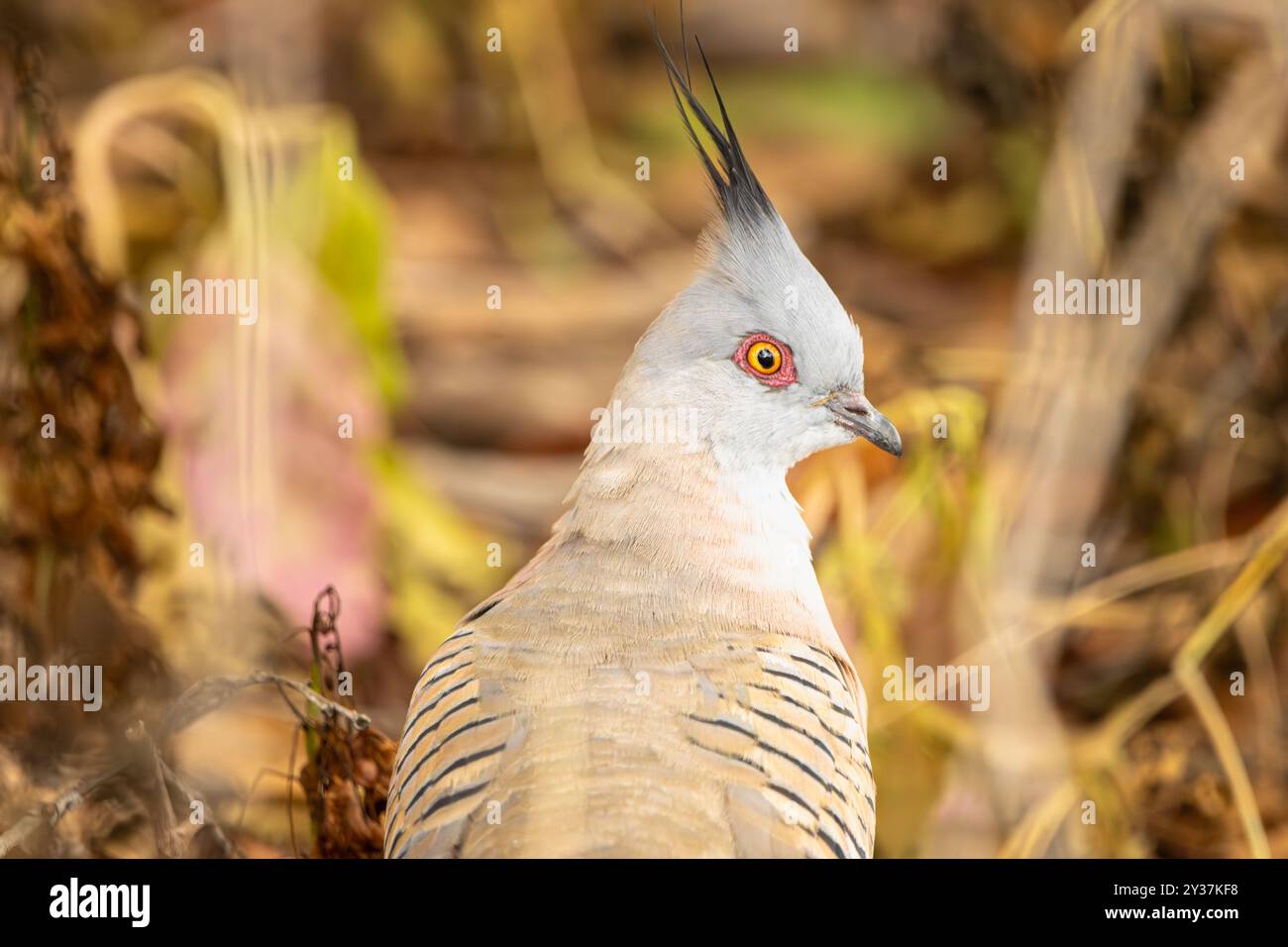 Porträt einer Haubentaube Stockfoto