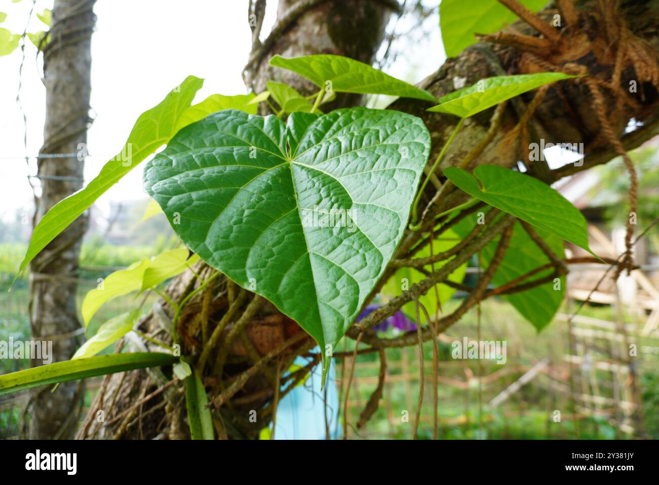 Saguni Lota verlässt wissenschaftlichen Namen Tinospora cordifolia hat unvergleichliche gesundheitliche Vorteile Stockfoto