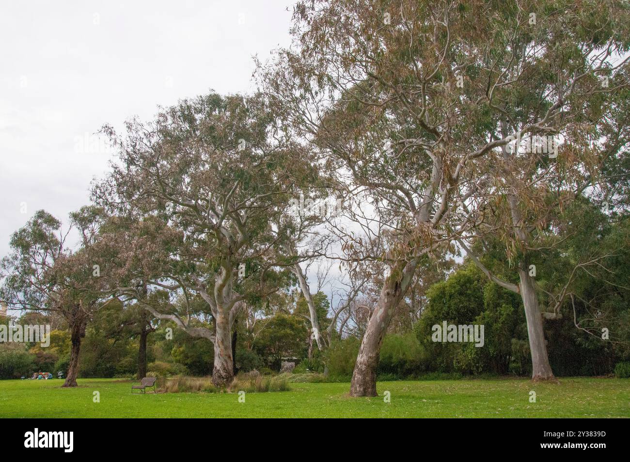 Der Australian Native Garden wurde 1977 von der renommierten Landschaftsarchitektin Grace Fraser entworfen und befindet sich am Eingang des alteingesessenen Royal von Melbourne Stockfoto