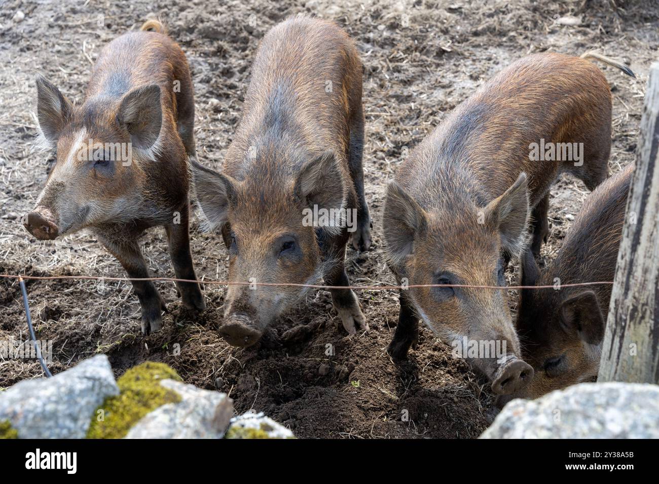 Wildschweine (Sus scrofa) Ferkel im Haltungsbereich Stockfoto