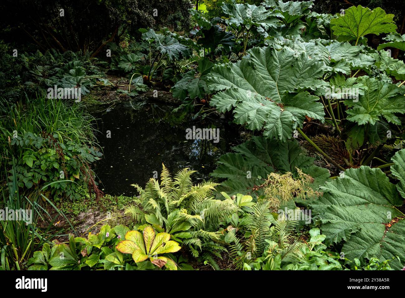 Riesige Gunnera Manicata wächst in einem subtropischen Garten in Cornwall, Großbritannien Stockfoto