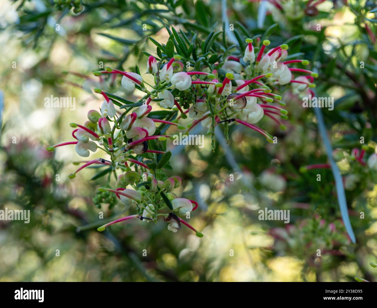 Grevillea Flowers, Hills Jubilee, australische einheimische Pflanzen im Garten Stockfoto