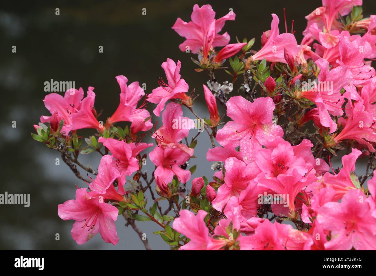 Hübscher rosafarbener Hintergrund aus Azaleen Stockfoto