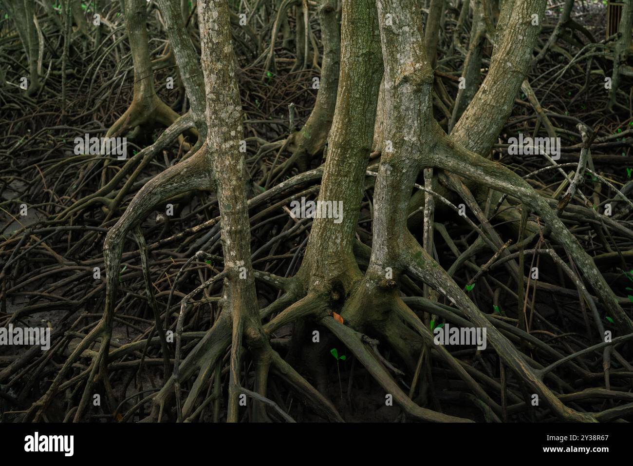 Mangrovenwurzeln aus schlammigen Sumpfgewässern. Lebenswichtiger Lebensraum in Küstenfeuchtgebieten zur Erhaltung der Meereslebewesen. Nachhaltiges Ökosystem zum Schutz der Küste Stockfoto