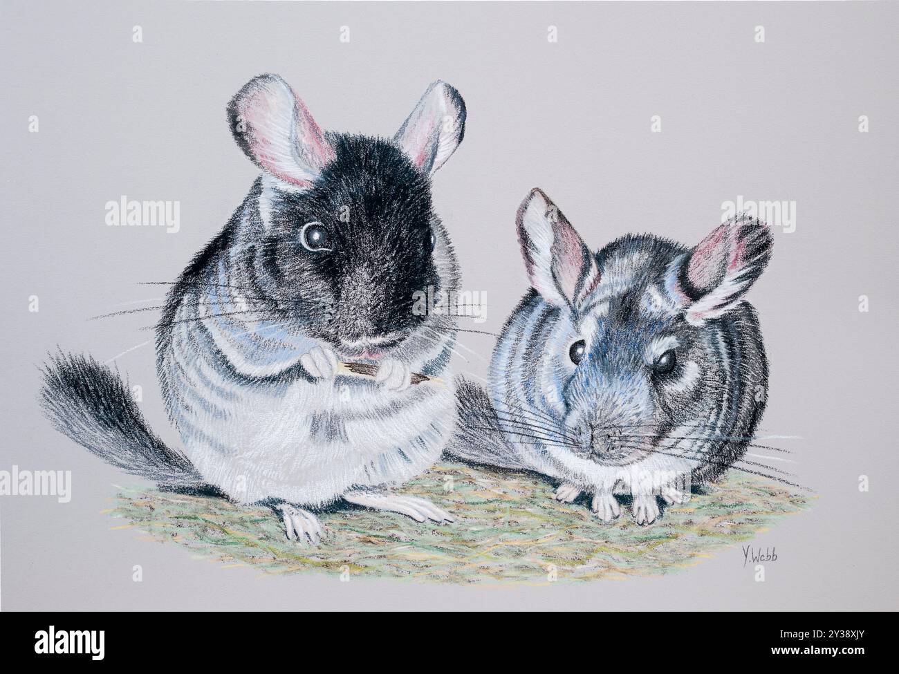 Chincilla, Zeichnung,Illustration,Tiere,Haustiere,Nagetiere, Stockfoto