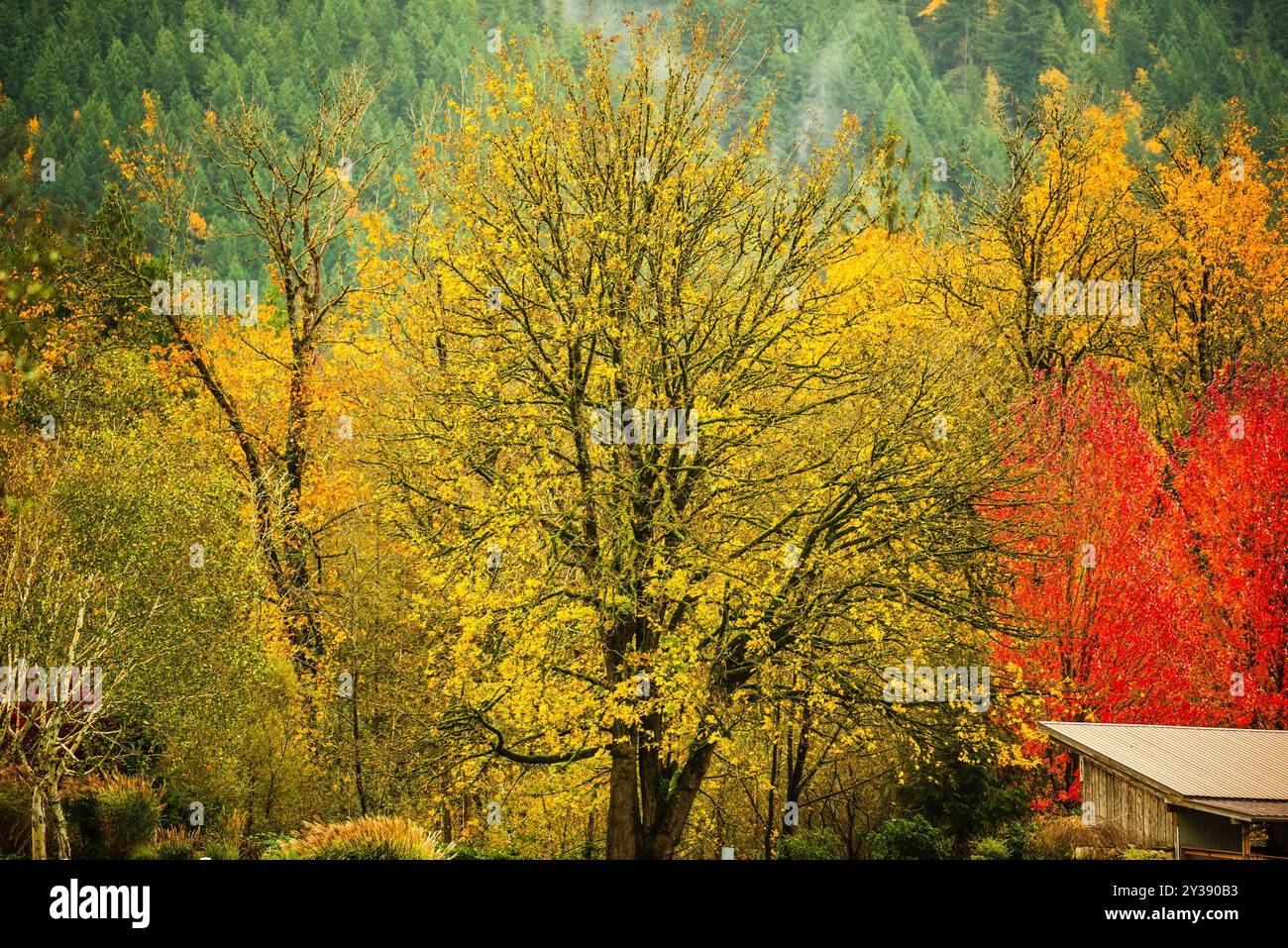 Goldene und rote Herbstbäume mit einer rustikalen Scheune an einem Hügel. Stockfoto