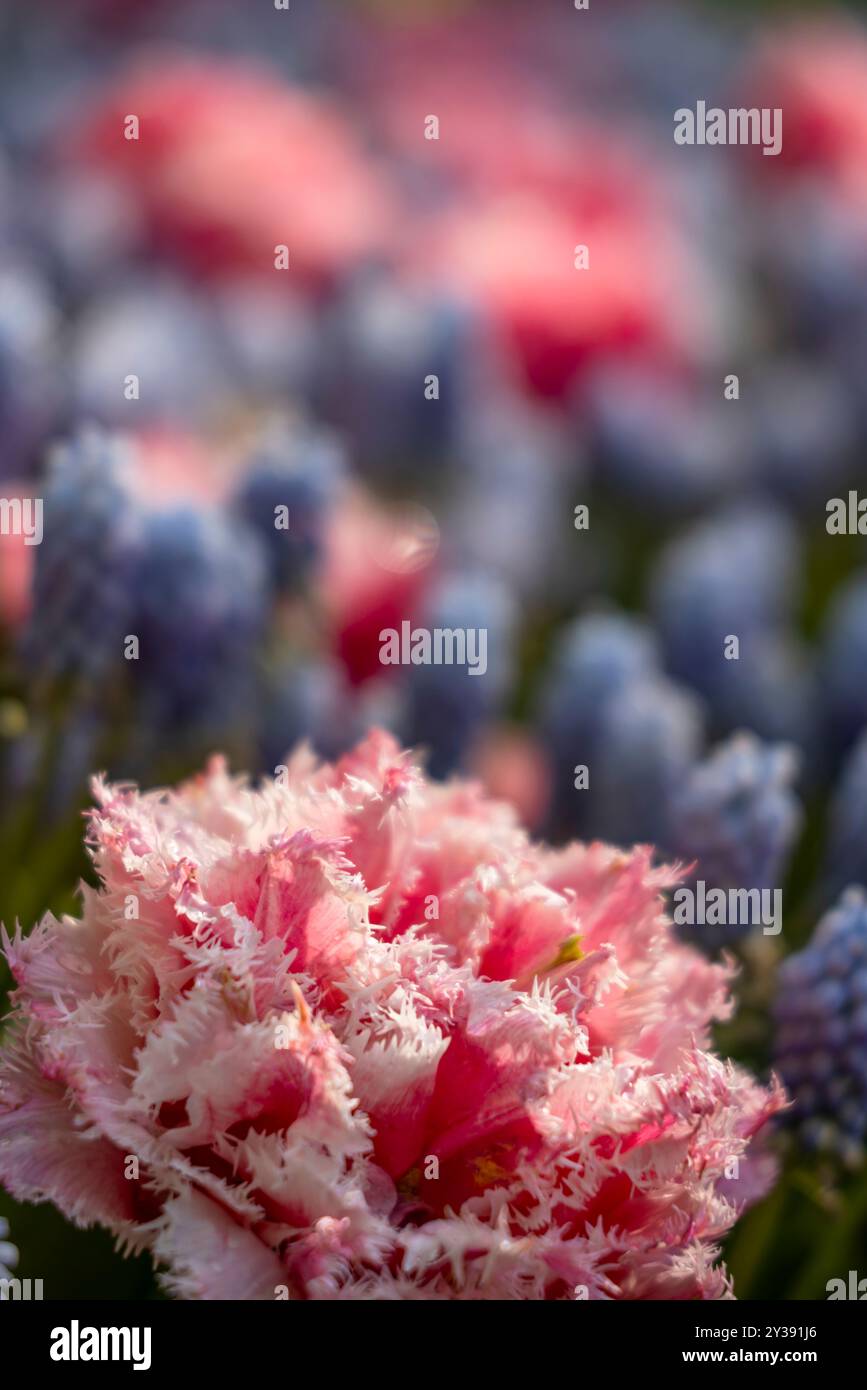 Makroaufnahme von Tulpe mit Wassertropfen, Blumengarten Keukenhof, Lisse, Niederlande Stockfoto
