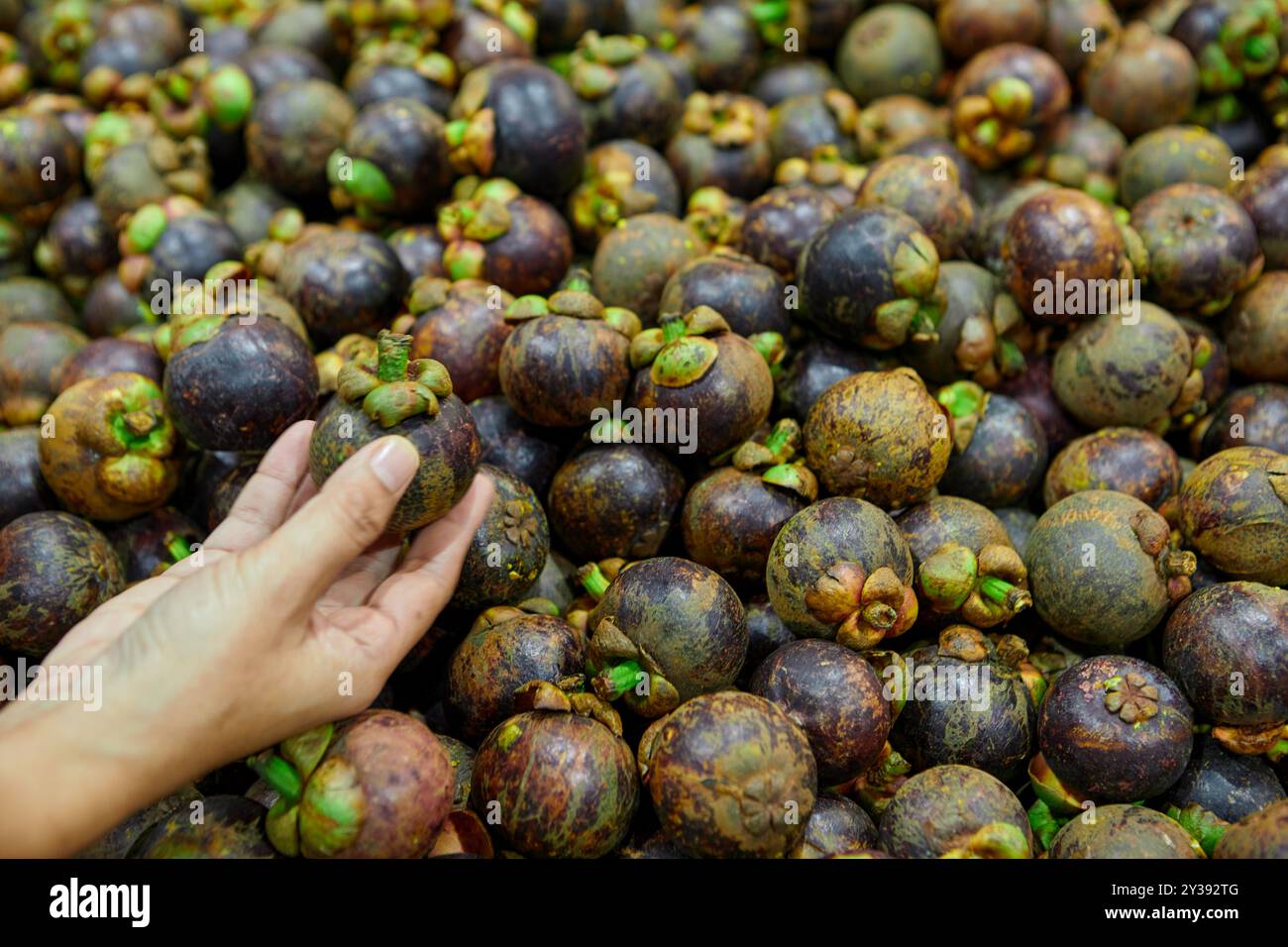 Nahaufnahme einer Frau, die reife Mangostan hält Stockfoto