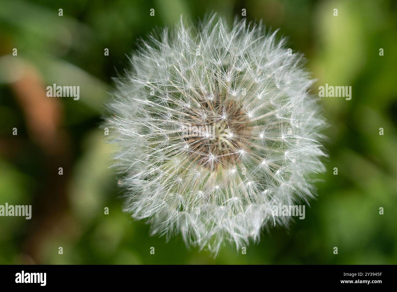 Samenkopf eines Löwenzahns auf einem Rasen Stockfoto