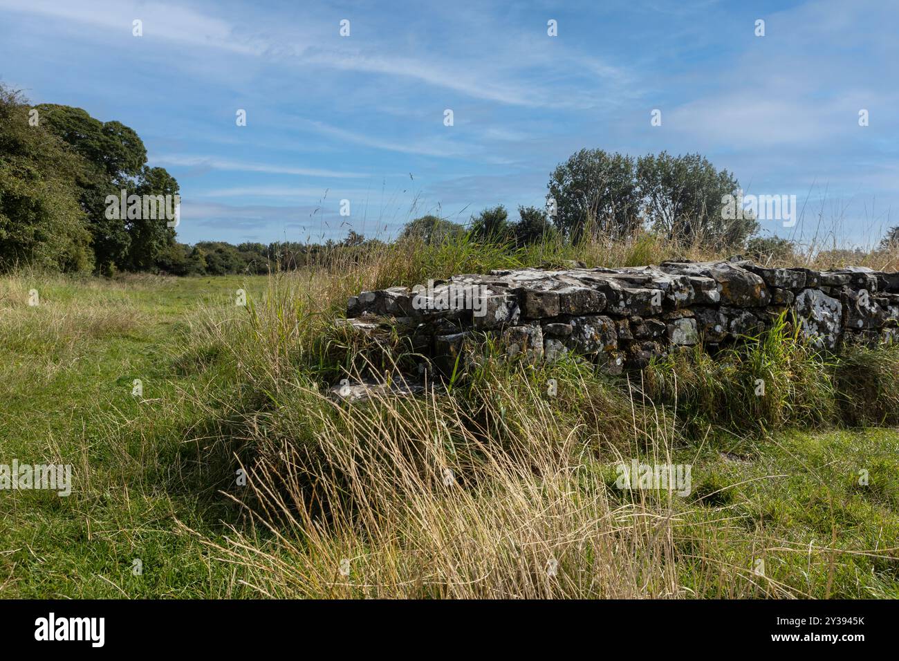 Alte Steinmauer im Feld westlich von Ieland Stockfoto