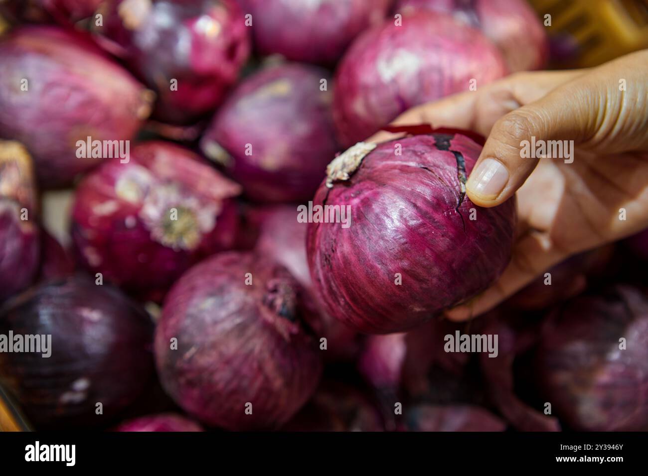 Nahaufnahme einer Frau, die Shallot auf dem Markt hält Stockfoto
