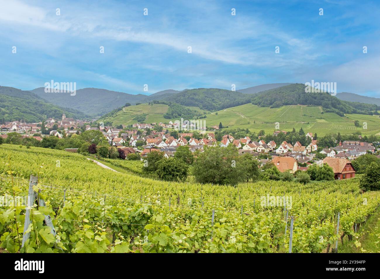 Andlau und seine Weinberge vom umliegenden Hügel aus gesehen. Elsass. Bas-Rhin Stockfoto