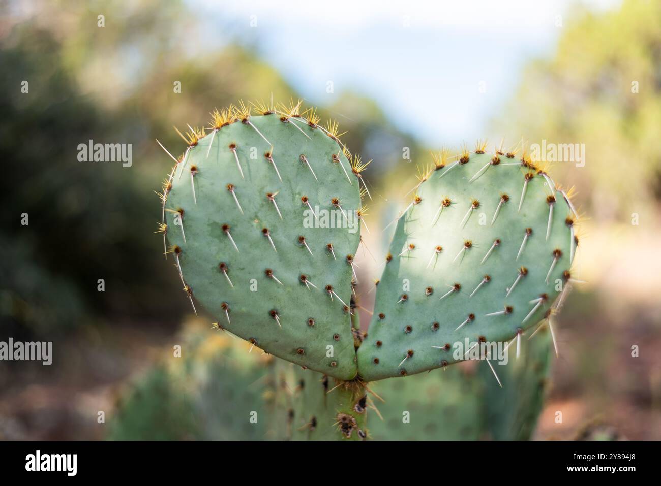 Nahaufnahme eines herzförmigen Feigenkaktus mit weichem Hintergrund. Stockfoto