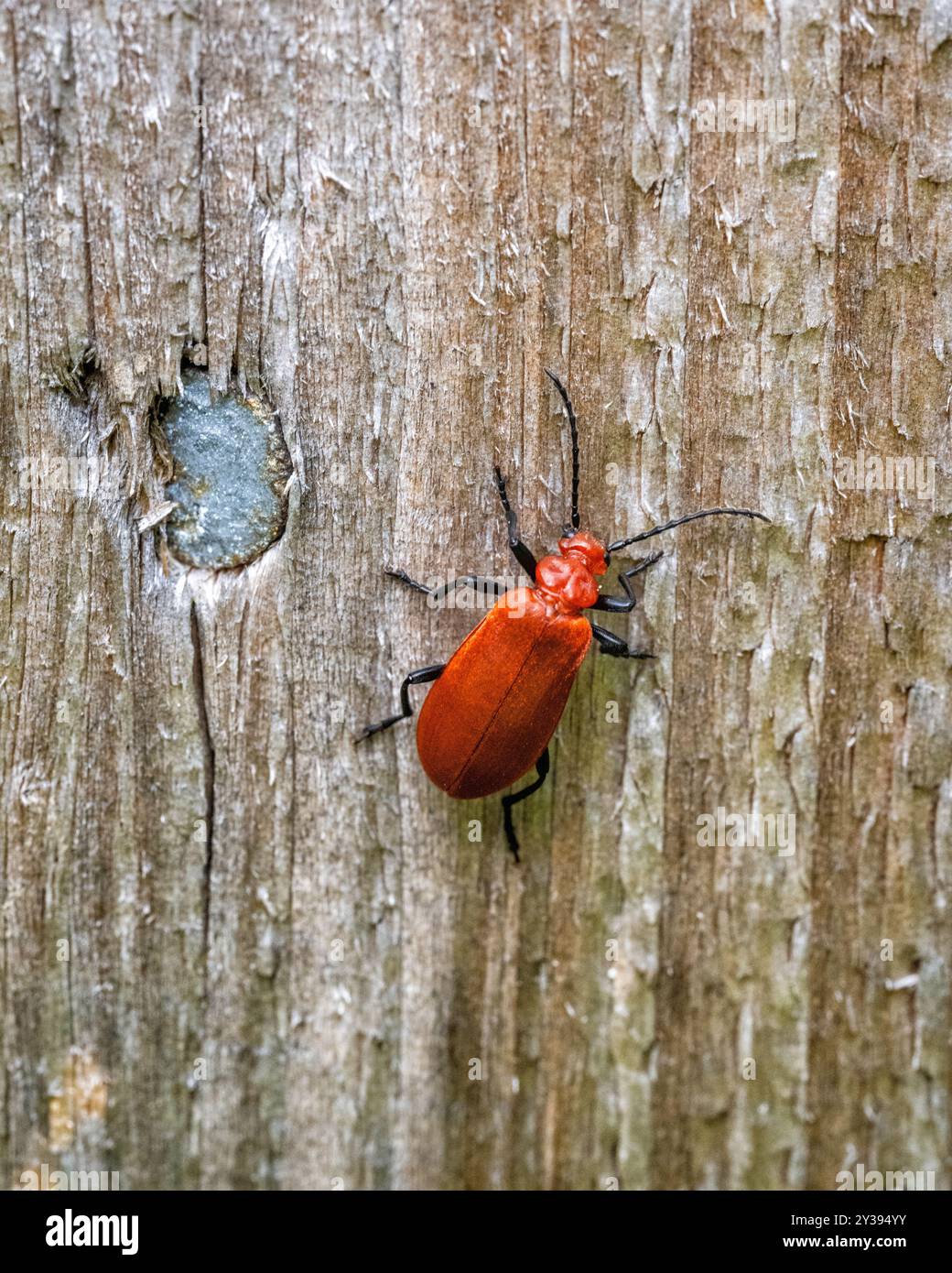 Rotkäfer (Pyrochroa serraticornis) auf einem Gartenzaun in Devon, England, Großbritannien. Stockfoto