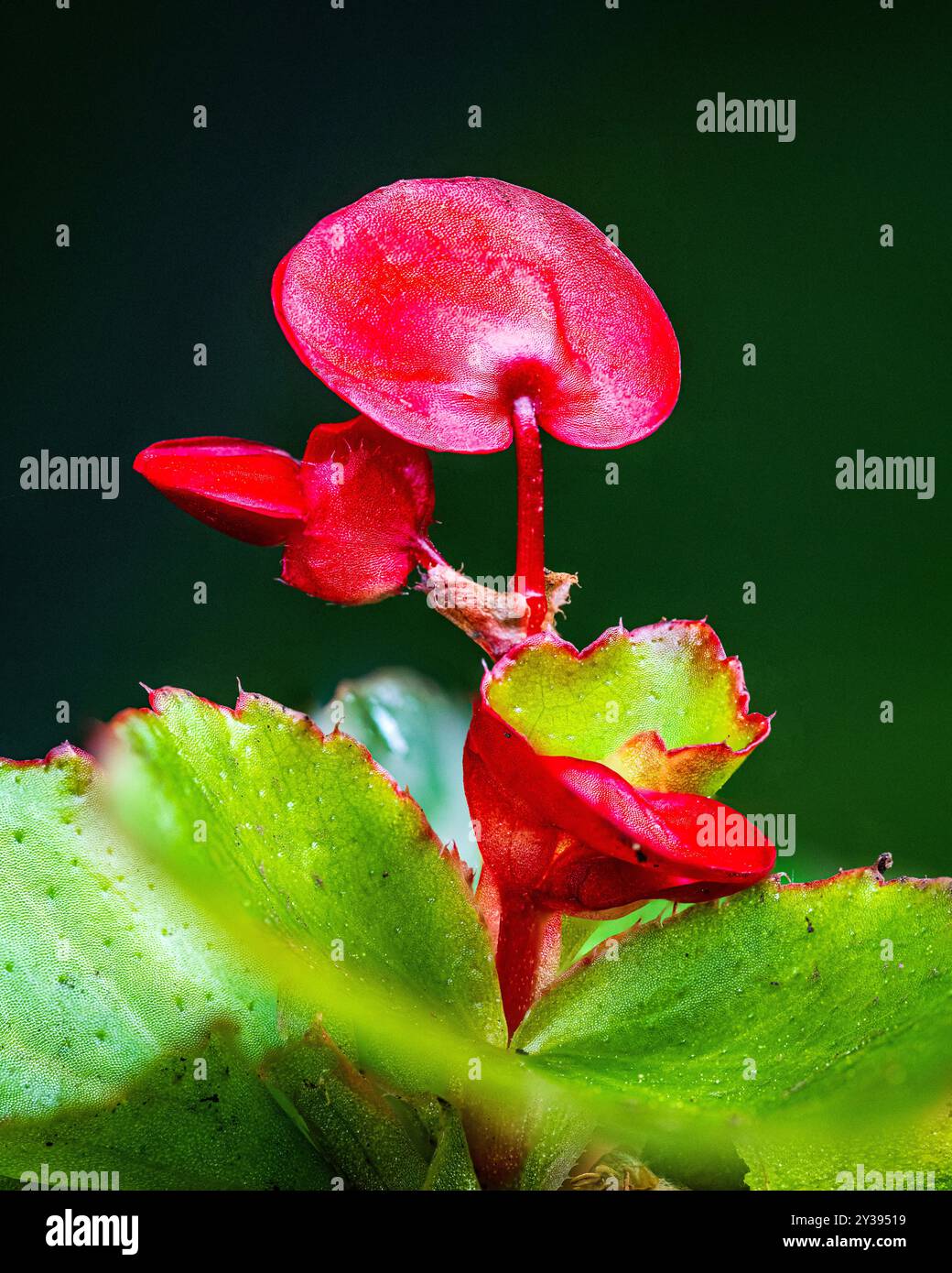 Red Begonia wächst in Devon, Großbritannien. Begonien haben Sepalen, aber keine Blütenblätter. Stockfoto